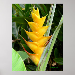 Poster Heliconia Dourado