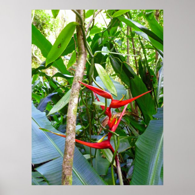 Póster Heliconia e Vanilla Orchid Vine (Frente)