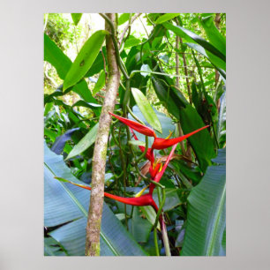 Póster Heliconia e videira da orquídea de baunilha