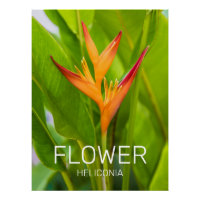 Heliconia Flowers Botânica Garden Design