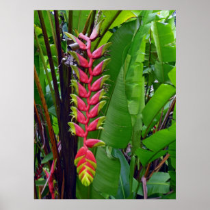 Poster Heliconia havaiana