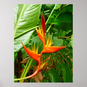 Póster Heliconia havaiano