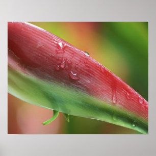 Póster Heliconia Pink Flamingo (Heliconia chartacea), Hil
