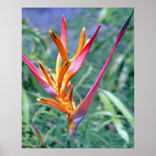 PÓSTER HELICONIA TROPICA