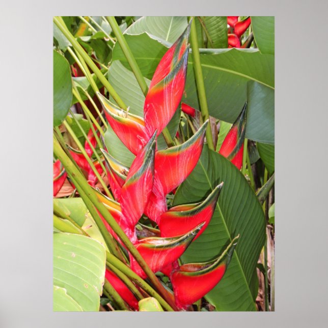 Poster Heliconia tropical (Frente)