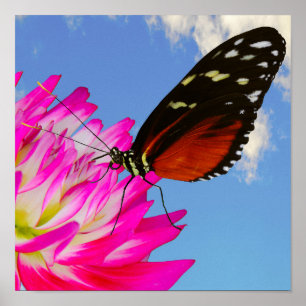Poster Heliconius hece uma borboleta rosa Dahlia
