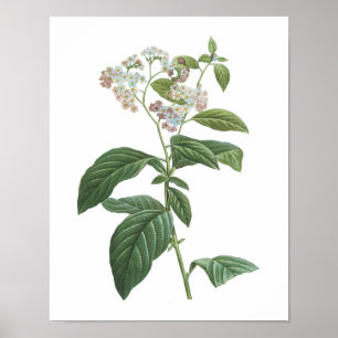 Póster heliotrópio (corymbosum de Heliotropium) por