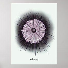 Poster Heliozoa Microbiology Digital Art