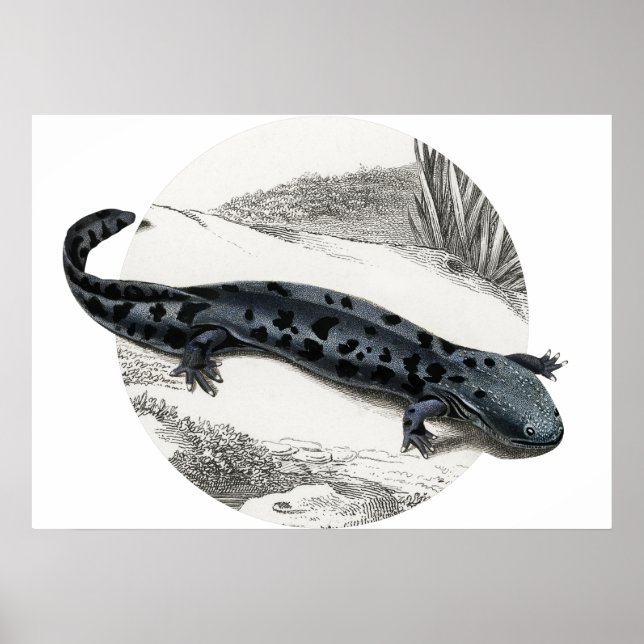 Poster Hellbender Salamander (Frente)
