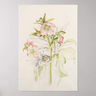 Póster Hellebores