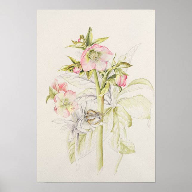 Póster Hellebores (Frente)