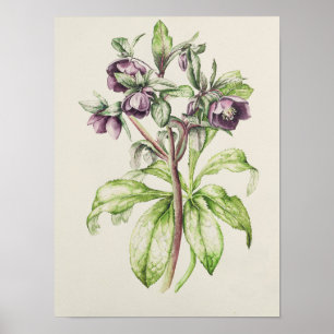 Póster Helleborus Orientalis de Helen Ballard