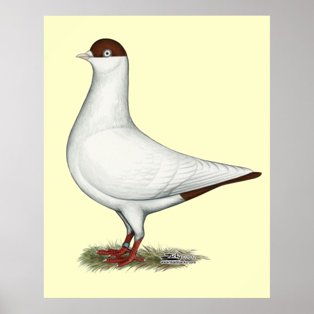 Póster Helmet Pigeon Holandês (Frente)