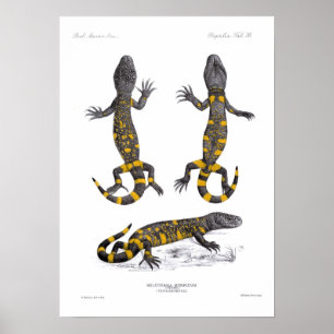Póster Heloderma Horridum (lagarto frisado)