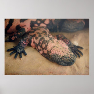 Póster Heloderma suspectum