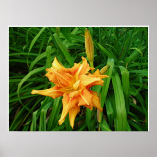 Poster Hemerocallis: Alaranjado