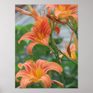 Póster Hemerocallis alaranjados