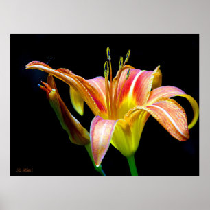Poster Hemerocallis Selvagem em uma Caminhada Escura pela