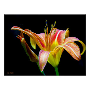 Póster Hemerocallis Selvagem em uma Caminhada Escura pela