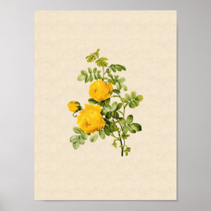 Poster Hemispherica de Rosa