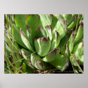 Póster Hen e pintinhos (Sempervivum)