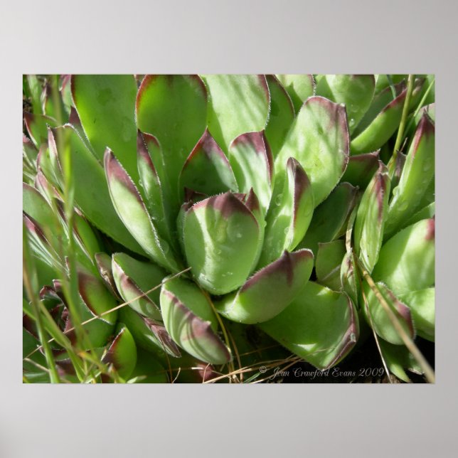 Póster Hen e pintinhos (Sempervivum) (Frente)