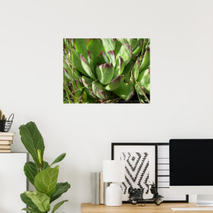 Póster Hen e pintinhos (Sempervivum)