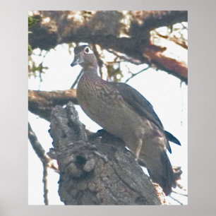 Póster Hen Woodduck