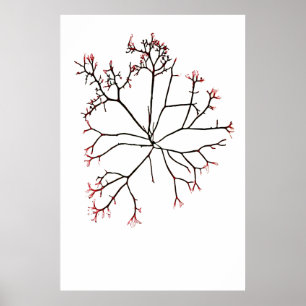 Poster Henry Bradbury " s pressionou um quarto da alga de