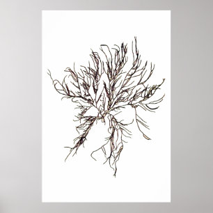 Póster Henry Bradbury " s pressionou um Sixth da alga de