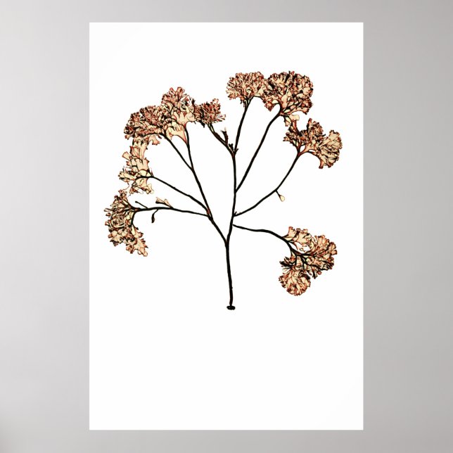 Póster Henry Bradbury's Pressed Seaweed Décimo de Dez (Frente)