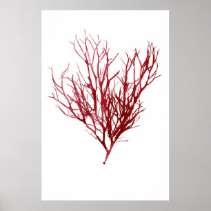 Poster Henry Bradbury's Pressed Seaweed Nono de Dez