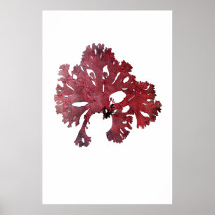 Póster Henry Bradbury's Pressionou algas marinhas em séti