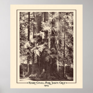 Poster Henry Cowell Park, Papais noeis Cruz, Califórnia 