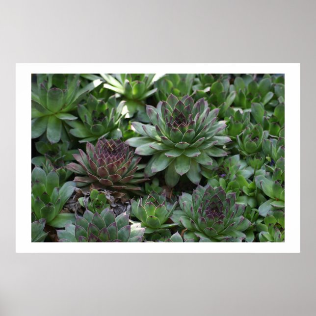 Póster Hens (Frente)