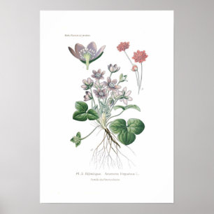 Póster Hepatica da anêmona