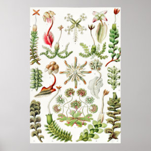 Poster Hepaticae Lebermoose por Ernst Haeckel