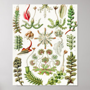 Poster Hepaticae Lebermoose por Ernst Haeckel
