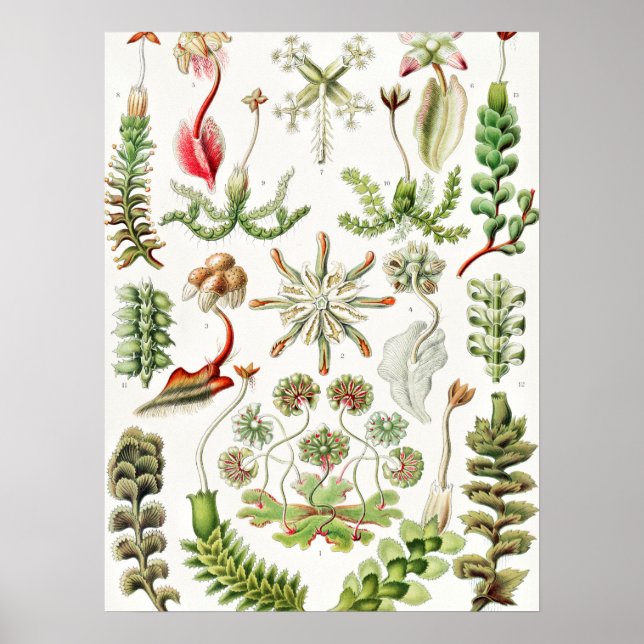 Poster Hepaticae Lebermoose por Ernst Haeckel (Frente)