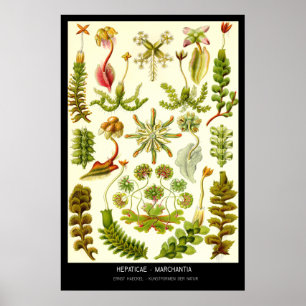 Poster Hepaticae-Marchantia - placa 82 - der de
