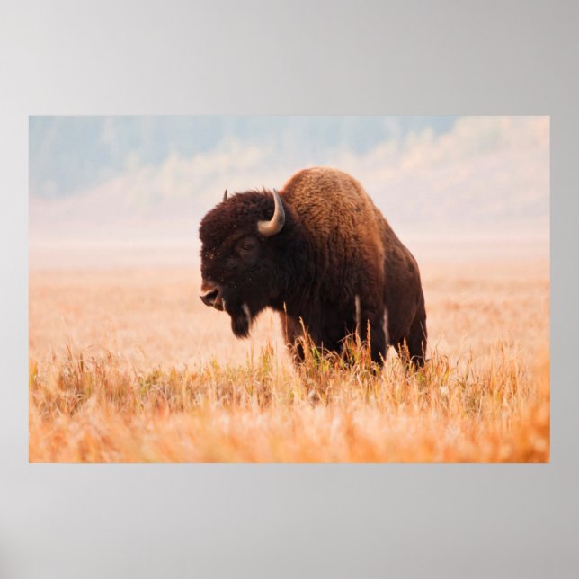 Poster Herança Americana Bison (Bison Bison) Em Teton 2 (Frente)