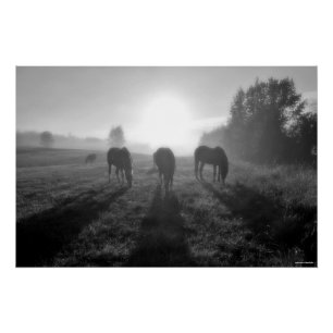 Póster Herança do Cavalo Grazado ao nascer do Sol, Foto B