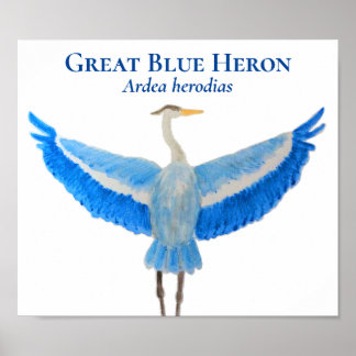 Poster Herão Azul Excelente de Aquarela Científica