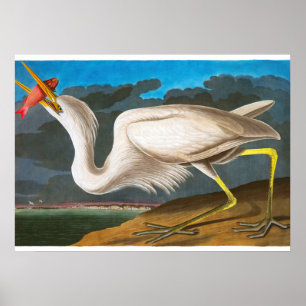 Poster Herão Branco excelente de John James Audubon