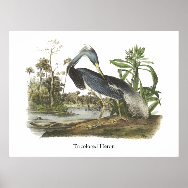 Póster Herão Tricolor, John Audubon (Frente)