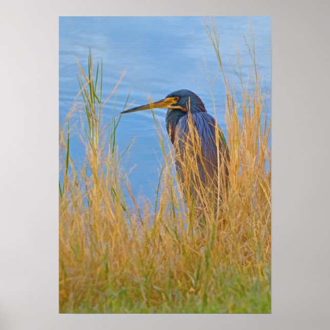 Póster Herão Tricolor no lago (Frente)