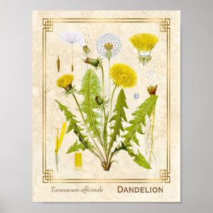 Poster Herbo Dandelion Flor Botânico