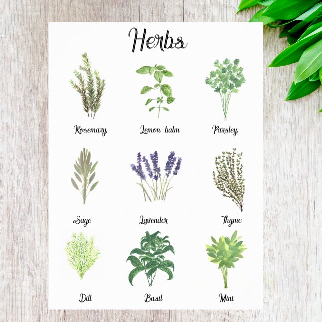 Poster Herbos Watercolor Sage Thyme Rosemary Kitchen (Criador carregado)