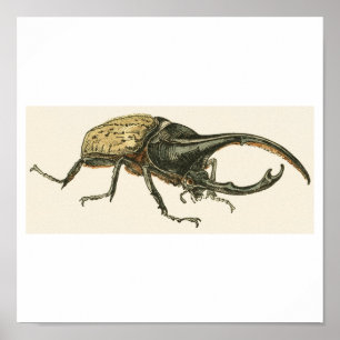 Póster Hercules Beetle