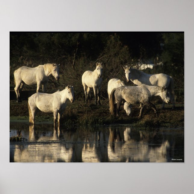 Poster Herd Camargue Ponies Na Água (Frente)